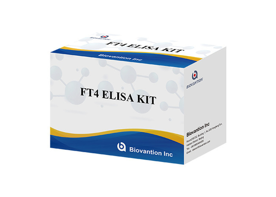 FT4 Elisa Test Kiti Ücretsiz Tiroksin Kan Testi Serum Örneği