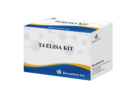 Tiroxine T4 Elisa Deteksi Kit Yüksek doğrulukta tespit Hastane ve laboratuvar kullanımı