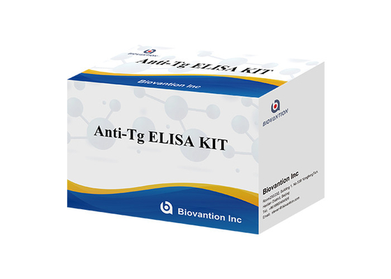 BIOVANTION Anti Tiroglobulin Antikor Testi Anti Tg Ab Test Kiti