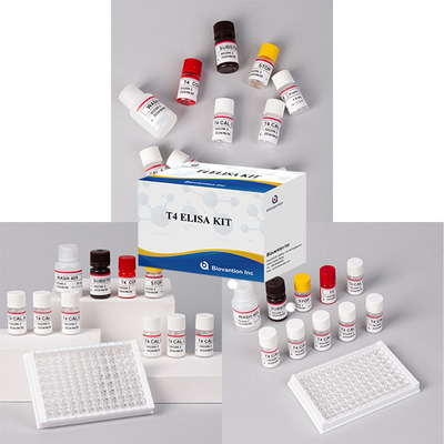 Genellikle kullanılan tiroid hormonu testi T4 Triiodothyronine ELISA TEST KIT