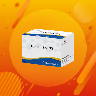 FT4 Elisa Kit, 95% hassasiyetli in vitro test rejanı, insan kullanımı için