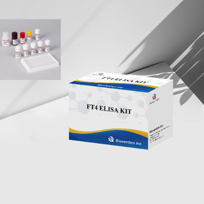 FT4 Elisa Test Kütesi Thyroxin Free Enzyme-Linked Immunoassay Kit