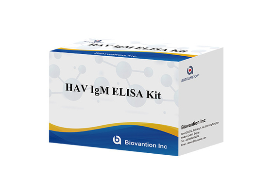 Hepatit A Virüsüne Karşı Antikorlar HAV IgM In Vitro Enzim Immunoassay Serum / Plazma