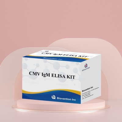 Biovantion Yüksek Duyarlılıklı CMV ELISA Reagent Kit Cytomegalovirus Antibody Deteksi için IgG/IgM Test
