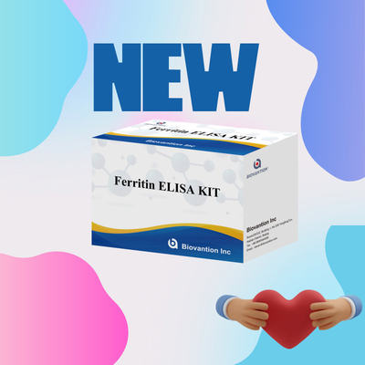 Biovantion Yüksek Duyarlılık Ferritin Elisa Test Kütesi Klinik Teşhis ve Araştırma Kullanımı için Niyetsel Bulma İnsan Serum Plazma Örnekleri