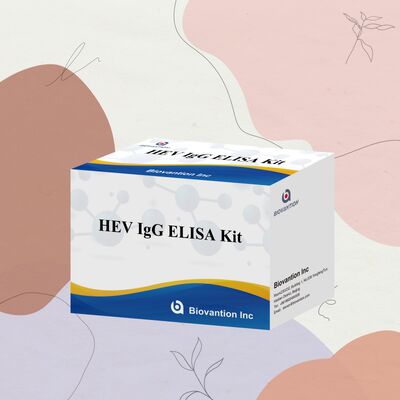 Hepatit E Tanısı için 96'lık Boyut ve 18 Ay Raf Ömrüne Sahip Yüksek Hassasiyetli HEV-IgG ELISA Test Kiti